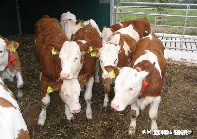 在城市发展的不理想，想搞肉牛养殖，家里人不同意，怎么办