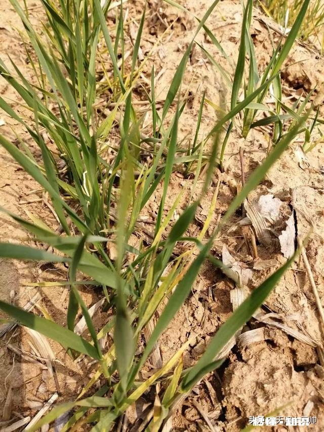 近期,多地小麦枯死是什么原因