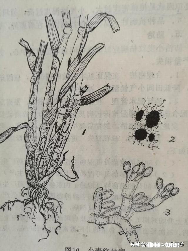 近期,多地小麦枯死是什么原因