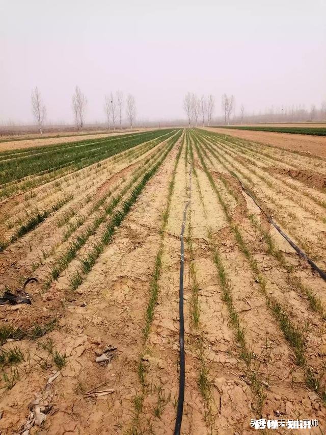 近期,多地小麦枯死是什么原因