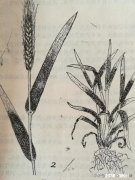 近期，多地小麦枯死是什么原因