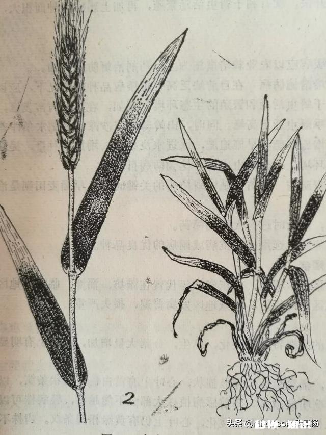 近期,多地小麦枯死是什么原因