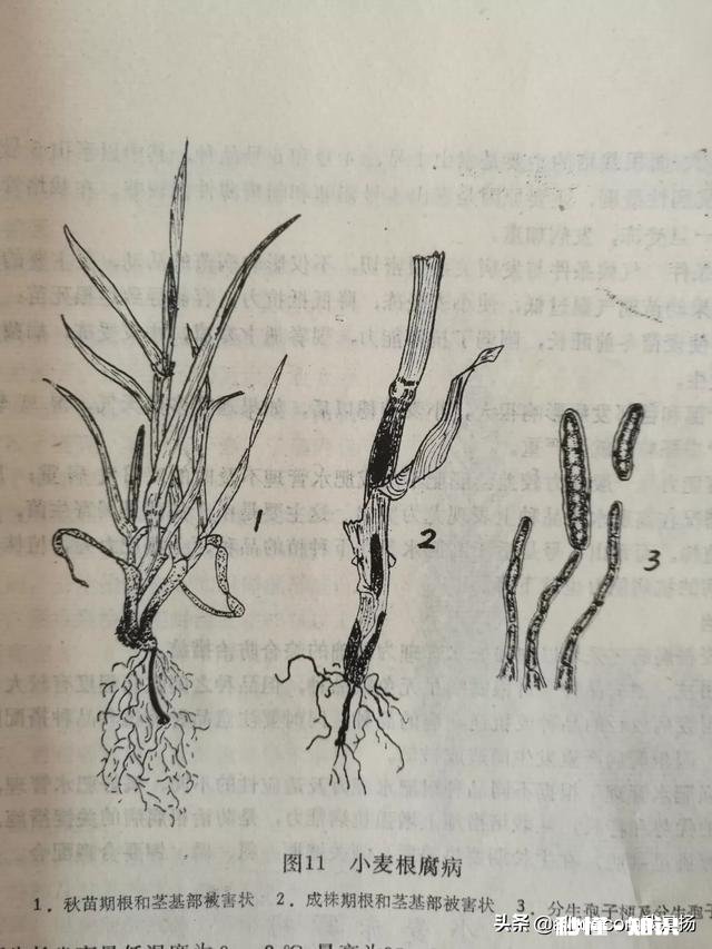 近期,多地小麦枯死是什么原因