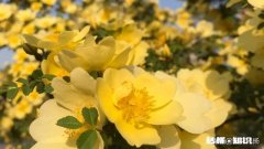 见下方 我现在初二，怎样提高语文成绩