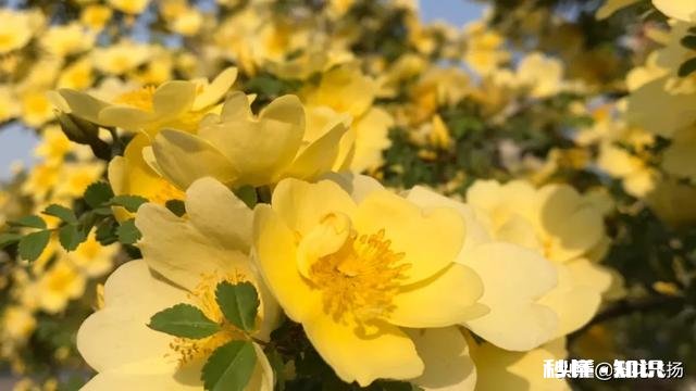 见下方 我现在初二，怎样提高语文成绩