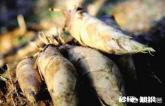 冬笋是什么竹子长出来的如何做冬笋比较好吃