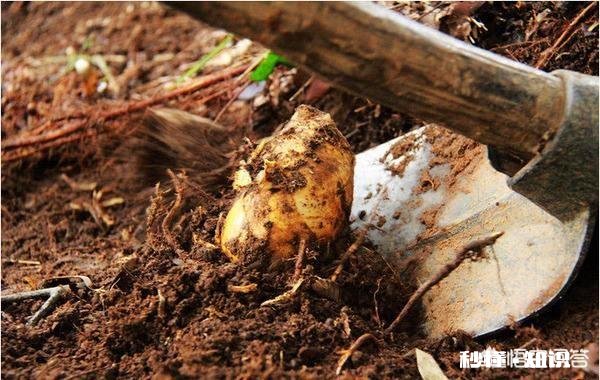 冬笋是什么竹子长出来的如何做冬笋比较好吃