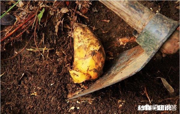 冬笋是什么竹子长出来的如何做冬笋比较好吃