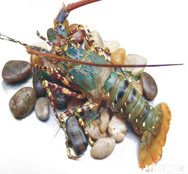 自己在家鱼缸能养龙虾吗