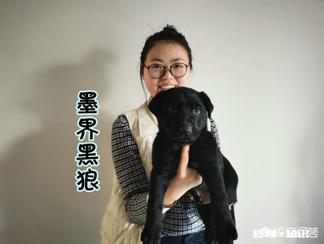 宠物美容师的工资和前景如何