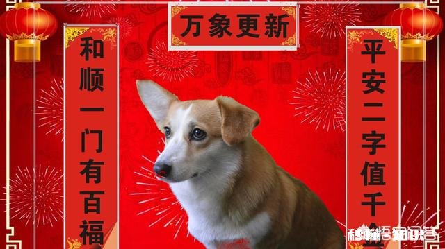 宠物美容师的工资和前景如何