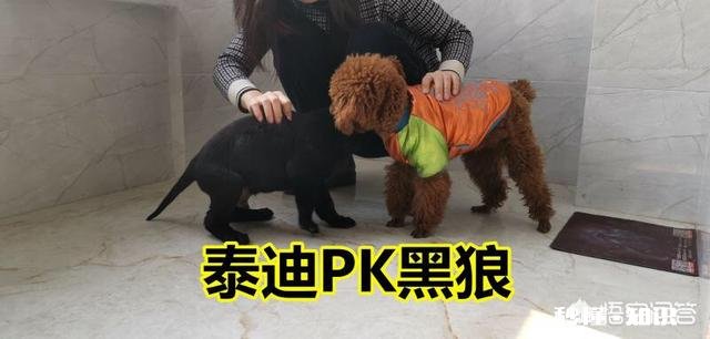 宠物美容师的工资和前景如何