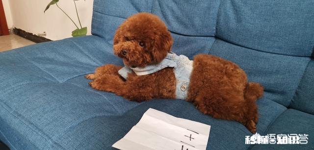 宠物美容师的工资和前景如何