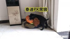 宠物美容师的工资和前景如何