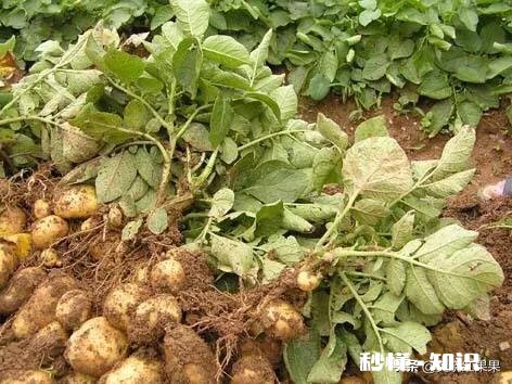 土豆和什么农作物连作最好