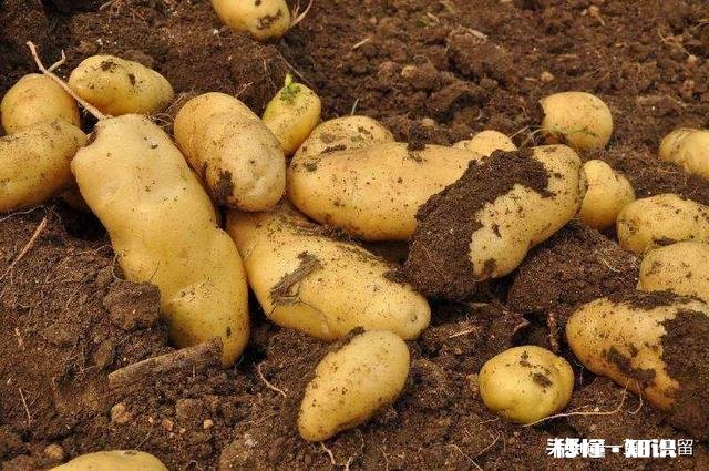 土豆和什么农作物连作最好