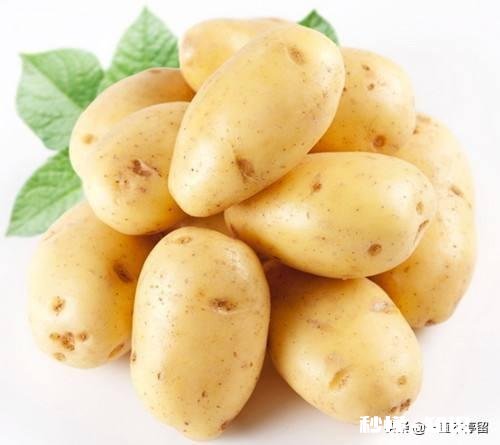 土豆和什么农作物连作最好