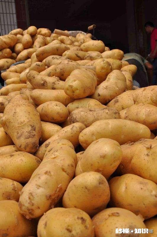 土豆和什么农作物连作最好