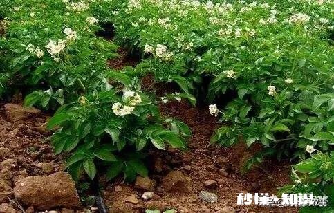 土豆和什么农作物连作最好