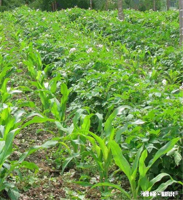 土豆和什么农作物连作最好