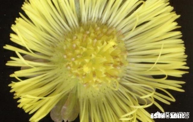 陕北适合种植什么中药材