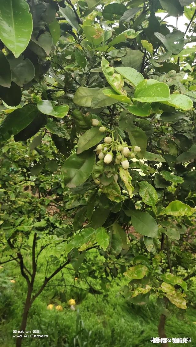 柚子树现在开花了什么时候能结果注意什么
