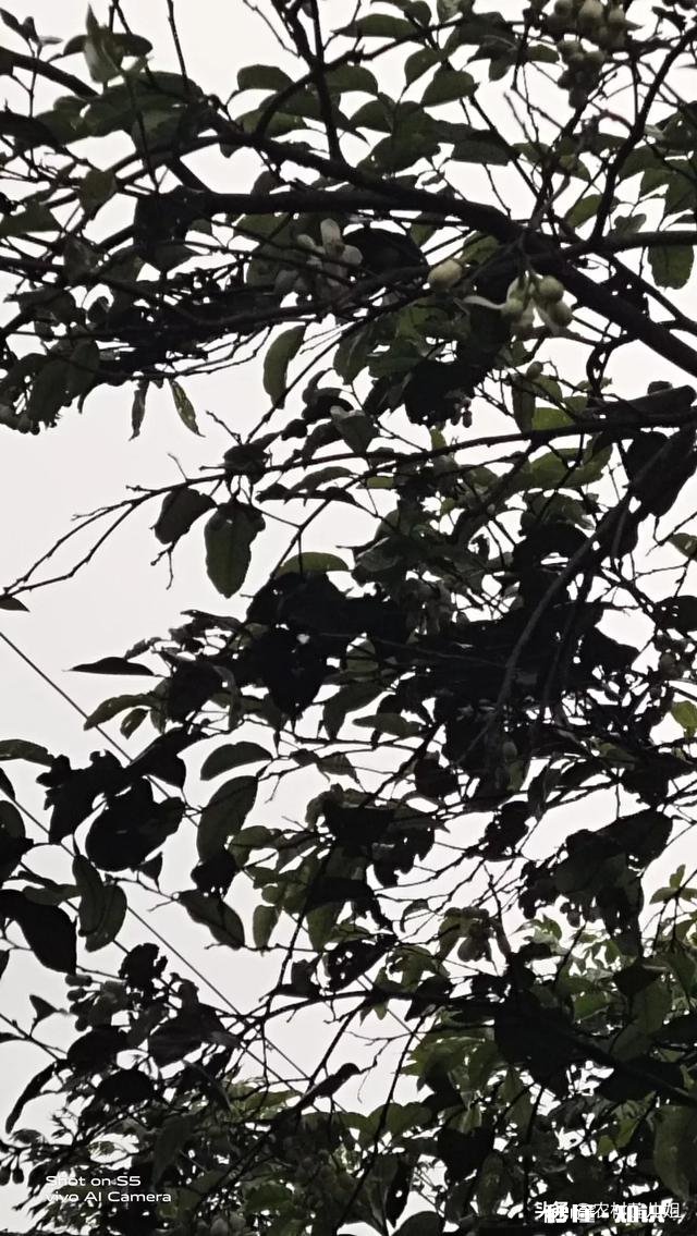 柚子树现在开花了什么时候能结果注意什么