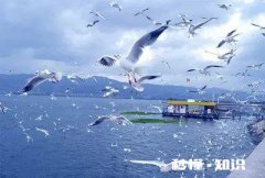 上联:晴空一鹤排云上，逐云花万里。下联怎么对