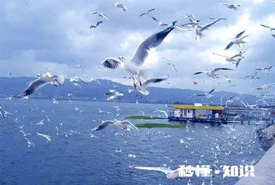 上联:晴空一鹤排云上，逐云花万里。下联怎么对