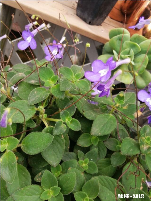 反映“上课不讲下课讲”的人是公正心态吗