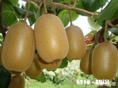 吃猕猴桃真的可以美容吗