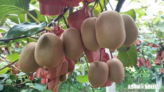 吃猕猴桃真的可以美容吗