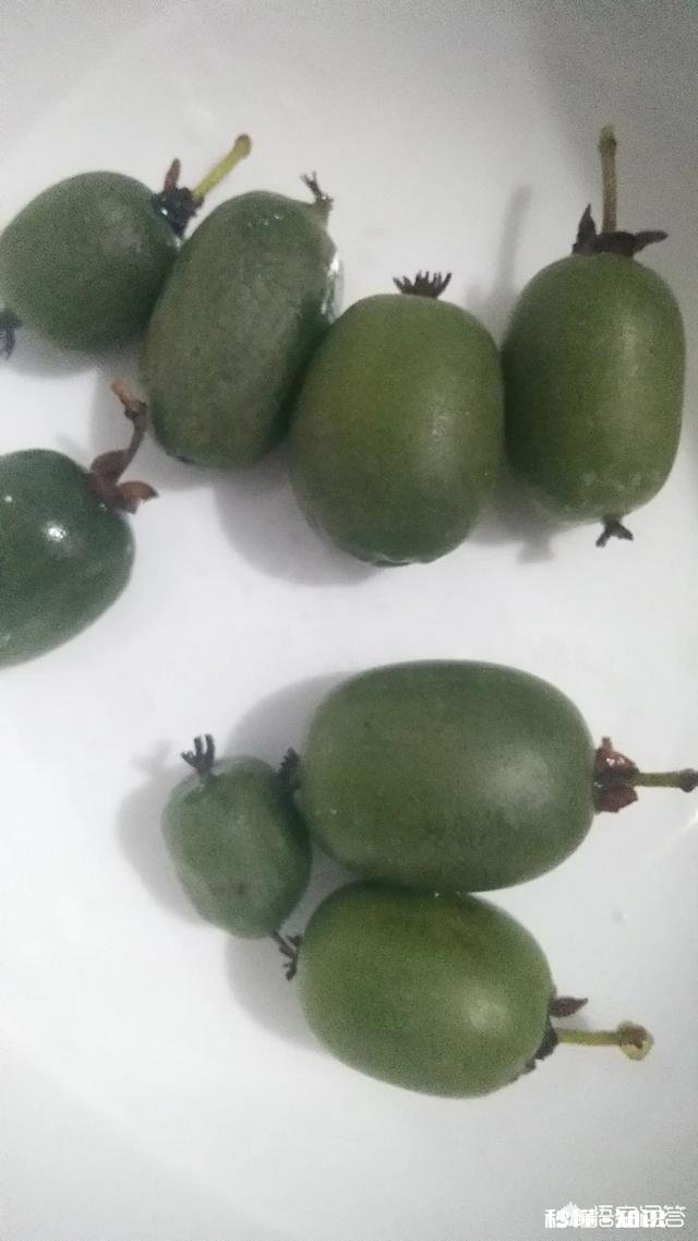 吃猕猴桃真的可以美容吗