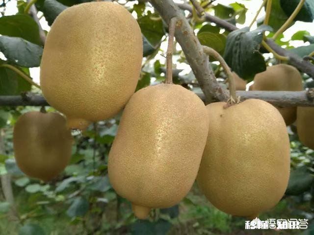 吃猕猴桃真的可以美容吗