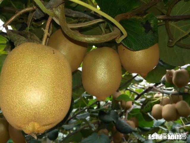 吃猕猴桃真的可以美容吗