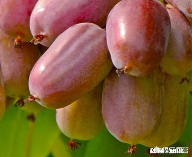 吃猕猴桃真的可以美容吗