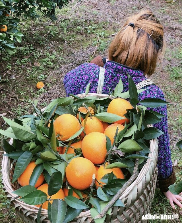 为什么重庆本地有奉节脐橙，但是主城水果店还是卖赣南脐橙