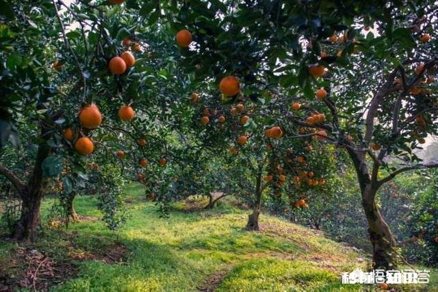 为什么重庆本地有奉节脐橙，但是主城水果店还是卖赣南脐橙