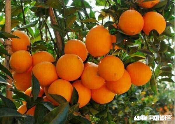 为什么重庆本地有奉节脐橙，但是主城水果店还是卖赣南脐橙