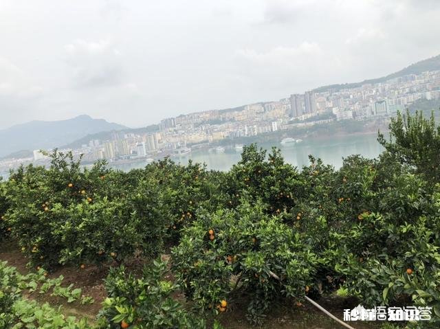 为什么重庆本地有奉节脐橙，但是主城水果店还是卖赣南脐橙