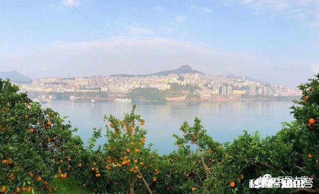 为什么重庆本地有奉节脐橙，但是主城水果店还是卖赣南脐橙