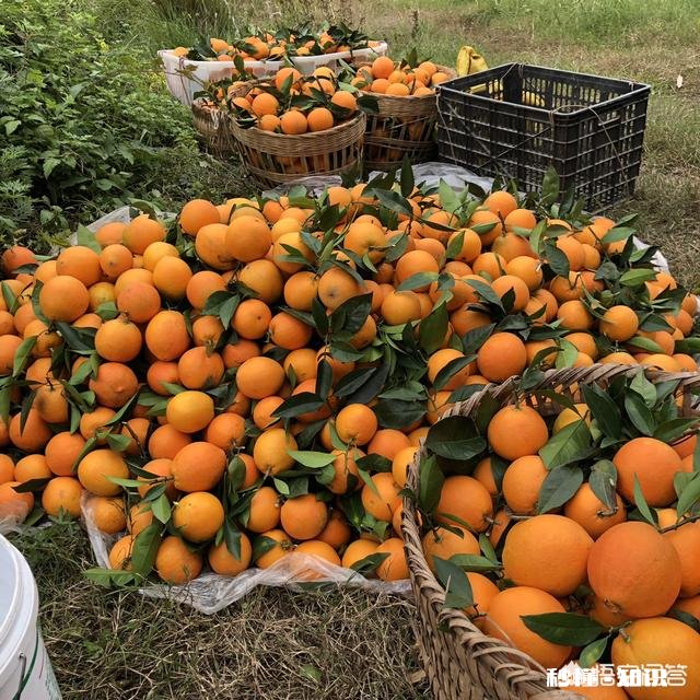 为什么重庆本地有奉节脐橙，但是主城水果店还是卖赣南脐橙