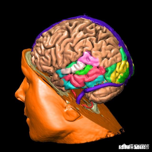 地球为什么选择了人类是必然还是偶然