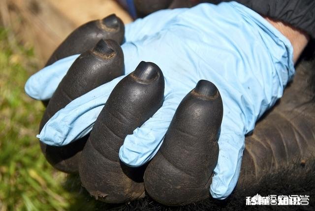 地球为什么选择了人类是必然还是偶然