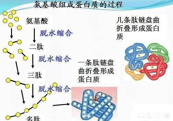 地球为什么选择了人类是必然还是偶然