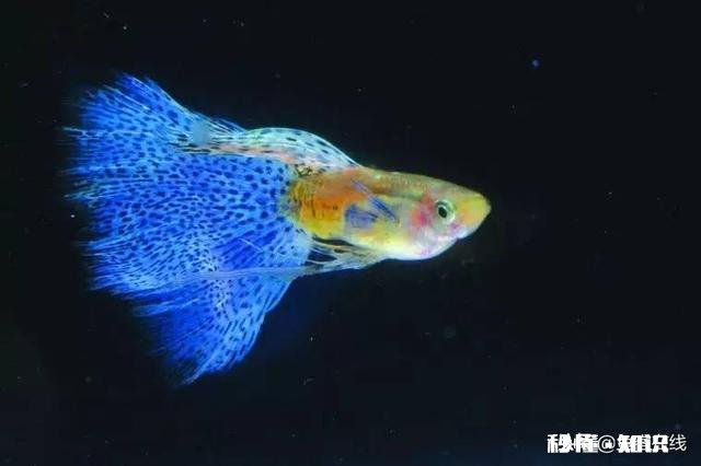 孔雀鱼繁殖过多怎么办该如何处置