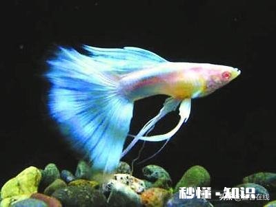 孔雀鱼繁殖过多怎么办该如何处置