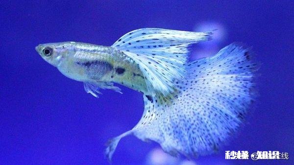 孔雀鱼繁殖过多怎么办该如何处置