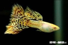 孔雀鱼繁殖过多怎么办该如何处置