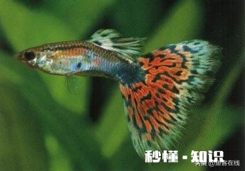 孔雀鱼繁殖过多怎么办该如何处置